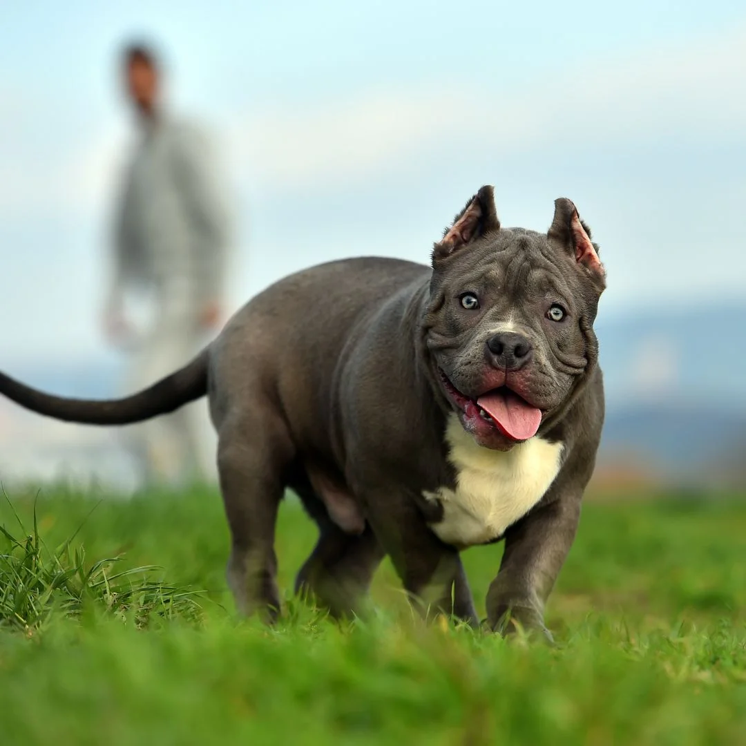 American Bully 4 american bully