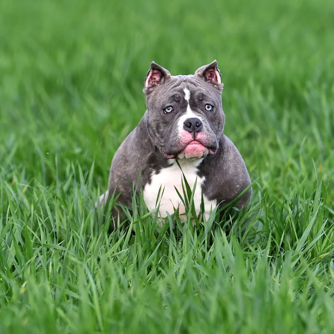 American Bully 5 american bully