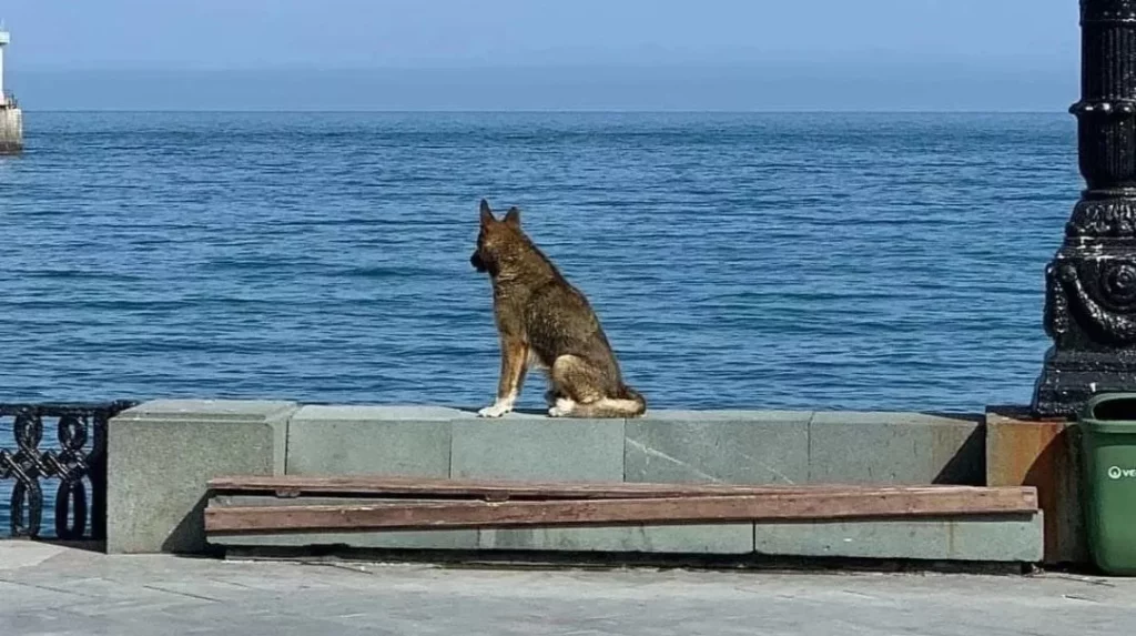 È morto il cane Mukhtar, la commovente storia dell'Hachiko della Crimea che aspettava il padrone scomparso 1 mukthar-mare