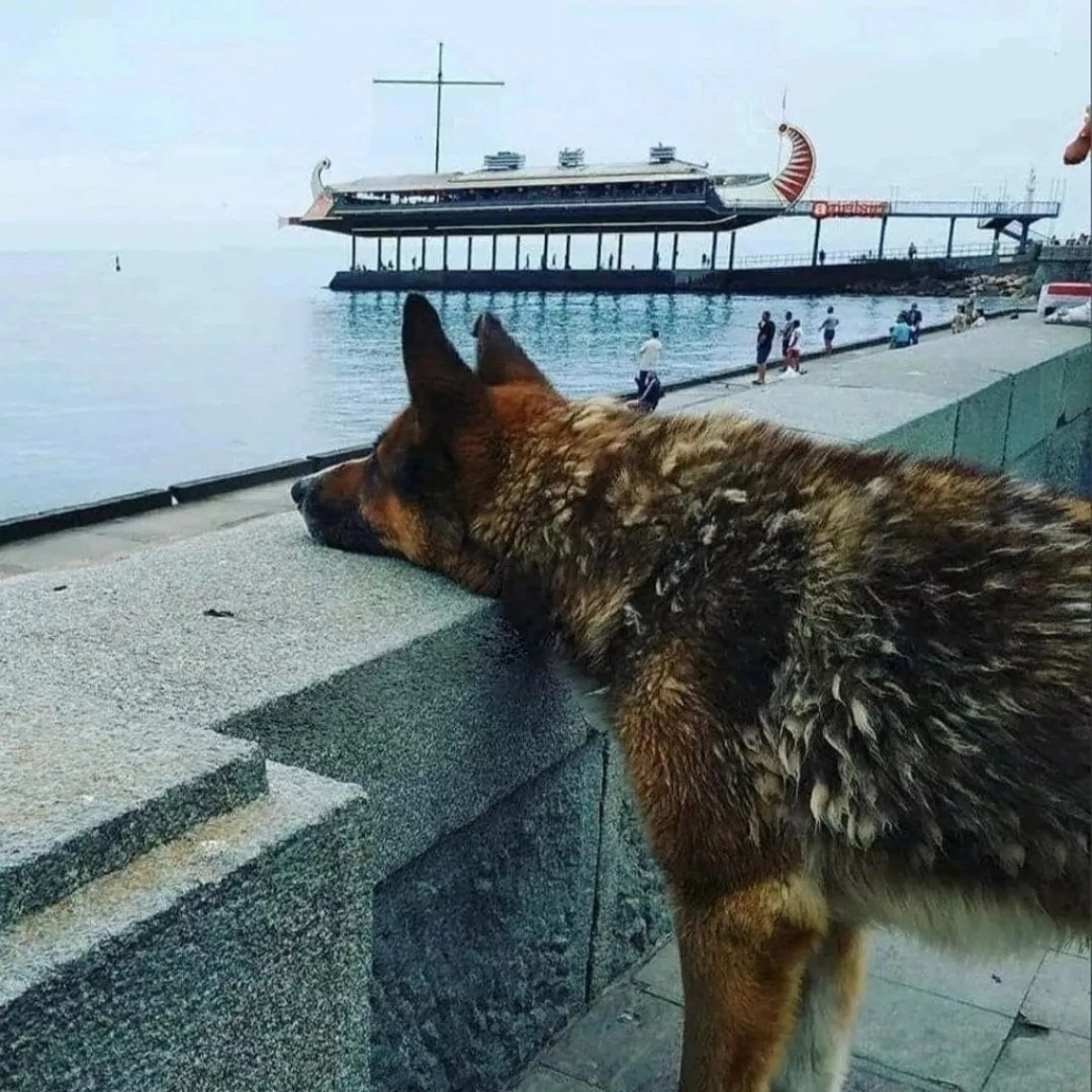 È morto il cane Mukhtar, la commovente storia dell'Hachiko della Crimea che aspettava il padrone scomparso 2 mukthar parapetto