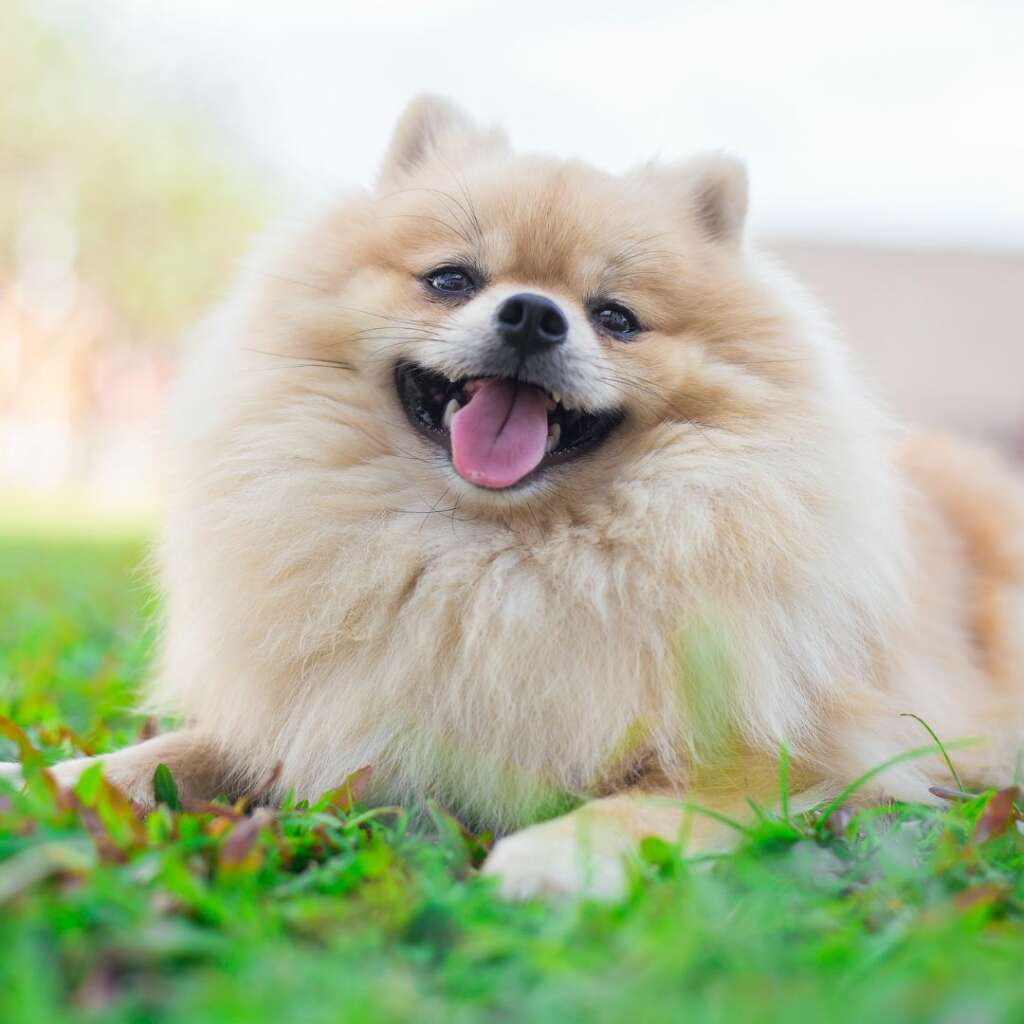 volpino di pomerania