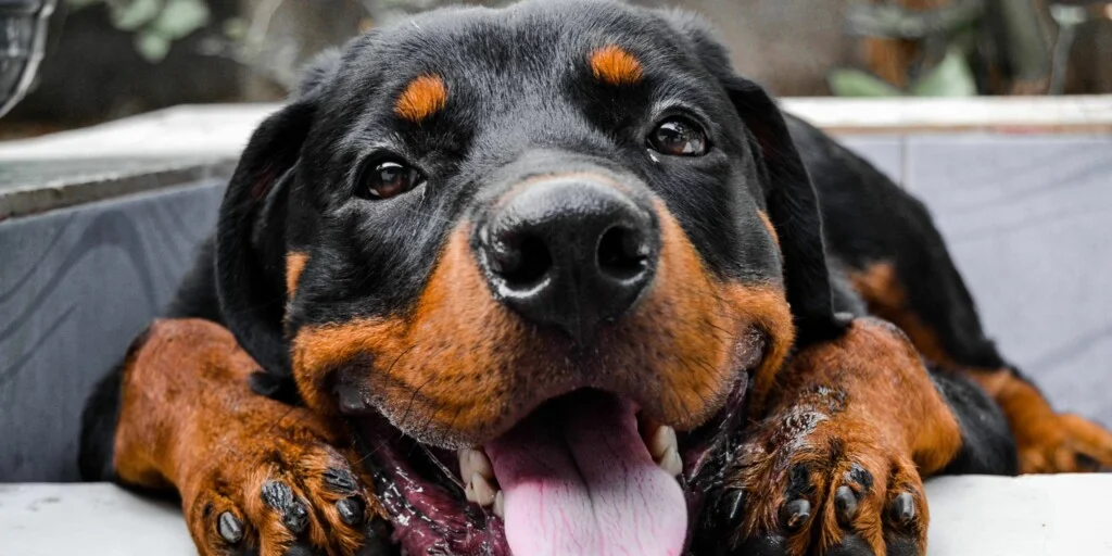 Cade Rottweiler dal balcone e colpisce donna incinta nel centro di Roma