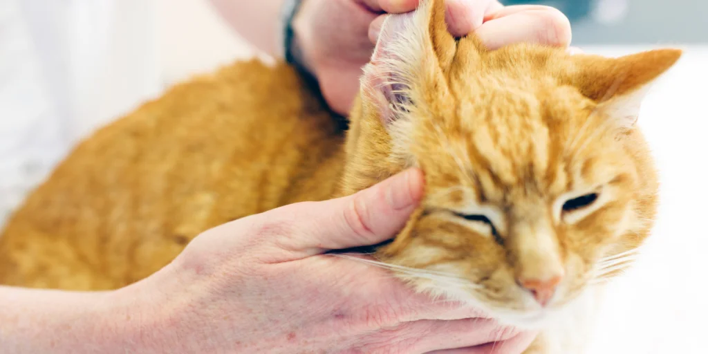 Infezioni dell'orecchio nei gatti 1 Infezioni dell'orecchio nei gatti