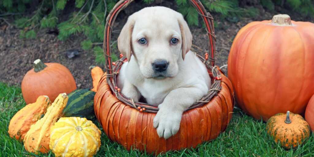 Ma il cane può mangiare i dolci di Halloween? Fanno veramente male i dolci al cane? 1 Ma il cane può mangiare i dolci di Halloween Fanno veramente male i dolci al cane