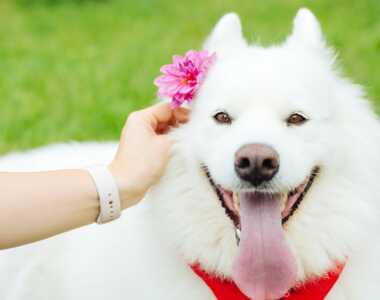 Perché i cani mettono le orecchie indietro