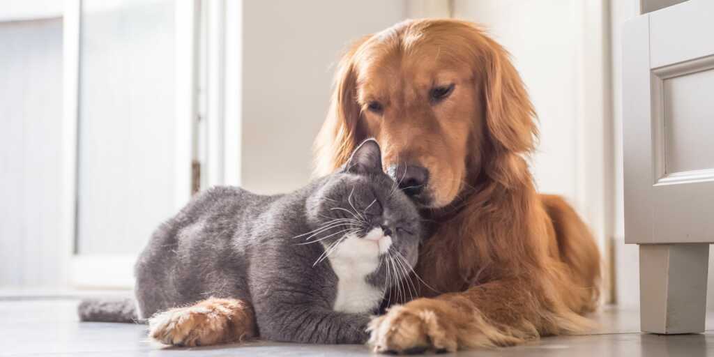 Rimedi Naturali per problemi comuni nei cani e gatti