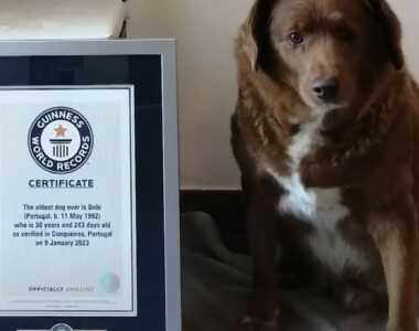 morto-cane-bobi-piu-vecchio-del-mondo