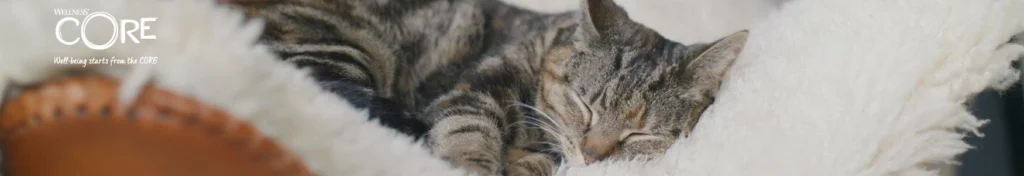 BANNER CORE GATTO CORRETO