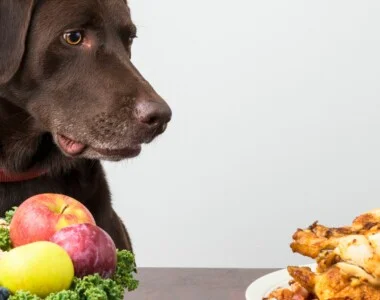I cani possono mangiare i fagiolini