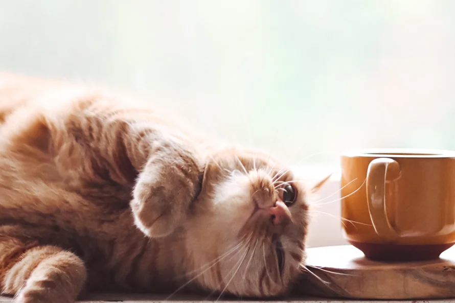 imm articolo core wellness gatto