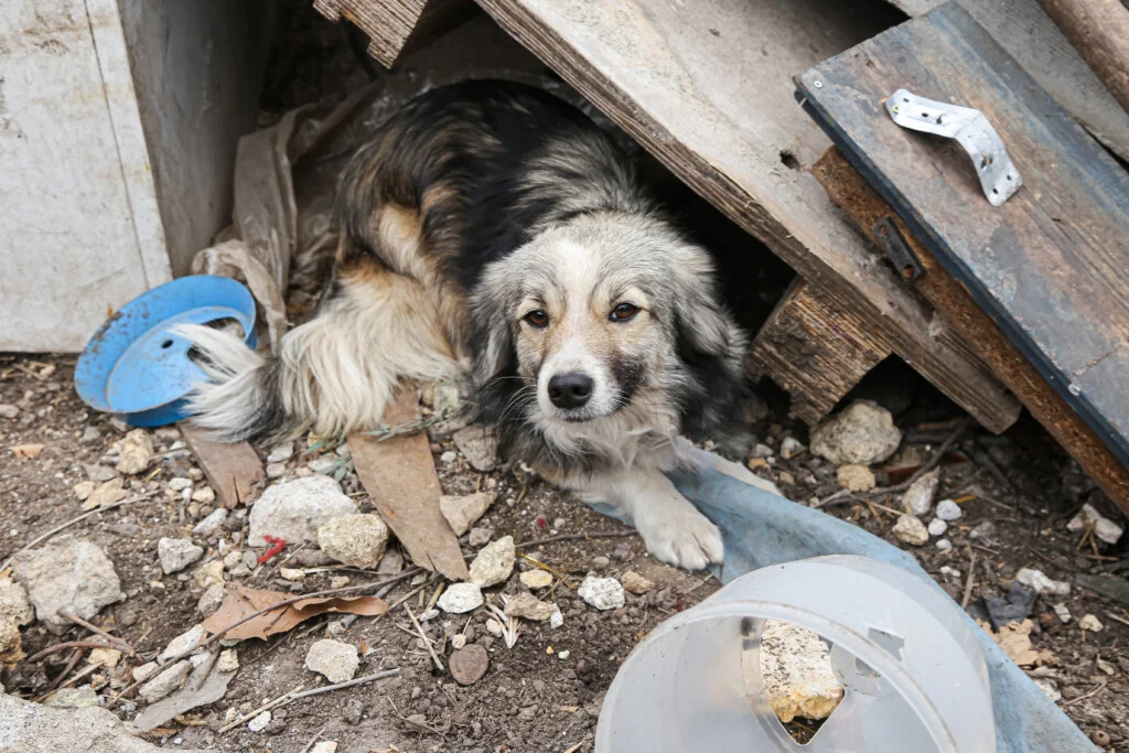 Bhutan, Primo Paese al Mondo a Raggiungere la Sterilizzazione e Vaccinazione del 100% dei Cani Randagi 1 stray dog wooden planks abandoned area with sad eyes animal welfare social photo