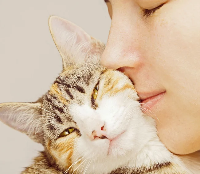 wellness core gatto imm articolo