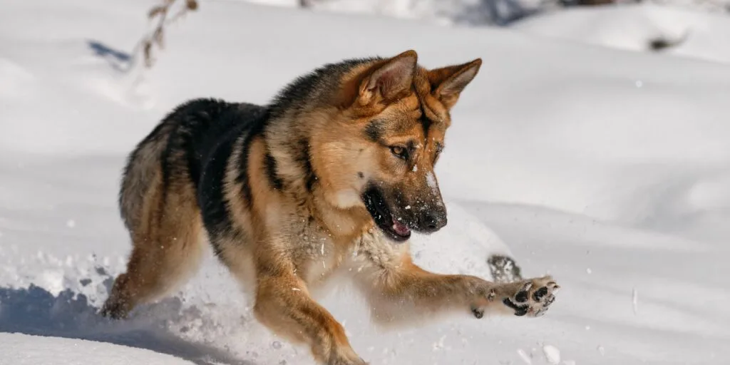 Camminare con il cane su neve e ghiaccio Guida e consigli utili 1
