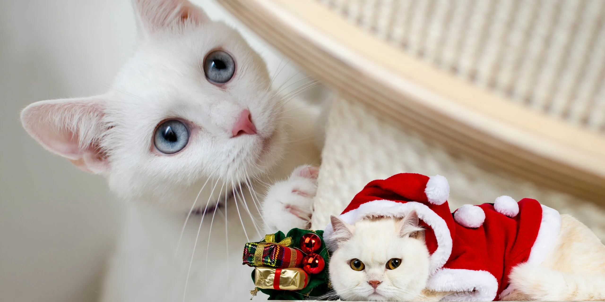 Scopri le 15 Razze di Gatti Bianchi piu Affascinanti e Uniche scaled