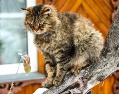 Gatti con Iperfunzione Tiroidea: Cosa Devi Sapere