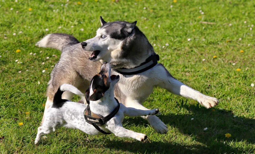 Siberian Husky ritratto di razza