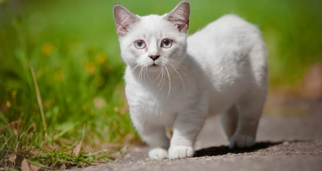 Gatto Munchkin: un adorabile felino dalle zampe corte 1 Gatto Munchkin