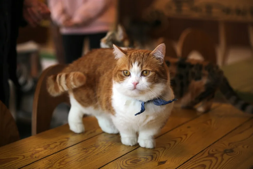 Gatto Munchkin: un adorabile felino dalle zampe corte 2 Munchkin cat 2 1