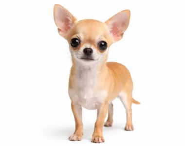 Chihuahua ritratto di razza