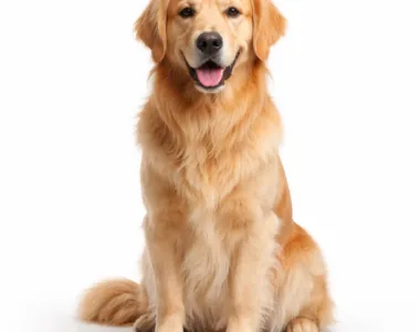 Golden Retriever ritratto di razza