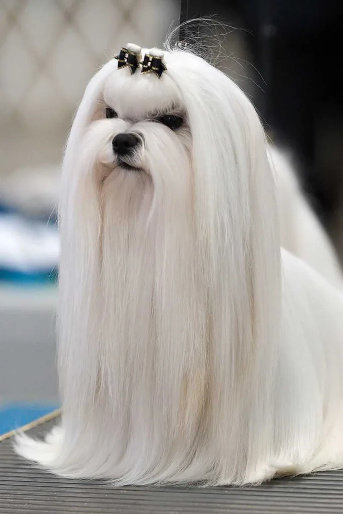 Maltese ritratto di razza
